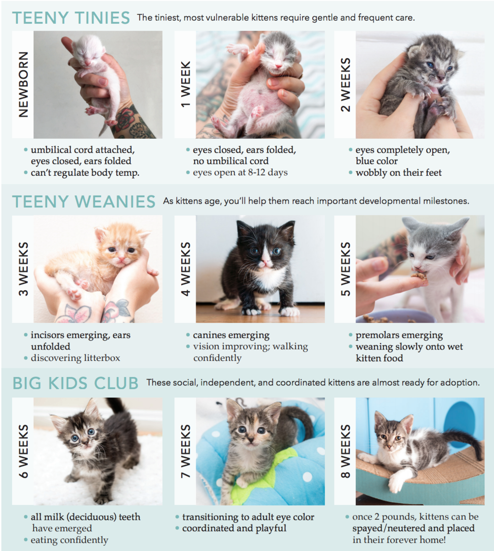 Kitten Feeding Growth And Development Colorado Animal Rescue