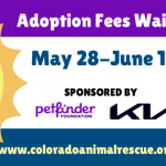 UPDATE! 34 Adoptions – Kia Pet Adoption Special!