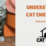 Understanding Cat Enrichment: Why Mental and Physical Stimulation Are Essential for Indoor Cats