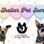 UPDATE: Send A Shelter Pet Some Love! SUCCESS