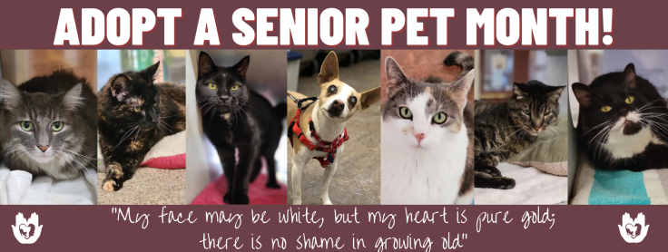 Adopting a senior shops cat