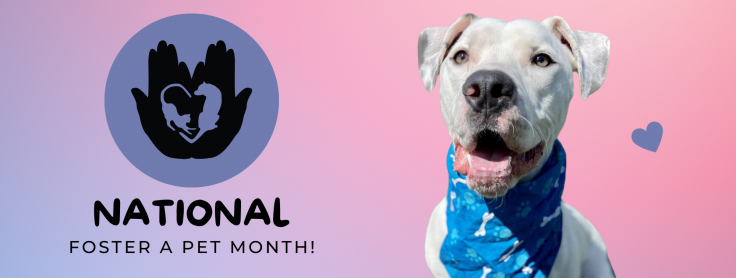 It's National Foster a Pet Month! - Colorado Animal Rescue